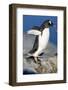 Gentoo Penguin Stretching Wings-Paul Souders-Framed Photographic Print