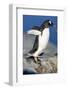 Gentoo Penguin Stretching Wings-Paul Souders-Framed Photographic Print