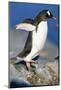 Gentoo Penguin Stretching Wings-Paul Souders-Mounted Photographic Print