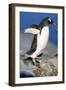 Gentoo Penguin Stretching Wings-Paul Souders-Framed Photographic Print