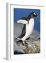 Gentoo Penguin Stretching Wings-Paul Souders-Framed Photographic Print