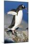 Gentoo Penguin Stretching Wings-Paul Souders-Mounted Photographic Print