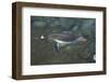 Gentoo Penguin Swimming Underwater-DLILLC-Framed Photographic Print