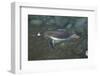 Gentoo Penguin Swimming Underwater-DLILLC-Framed Photographic Print