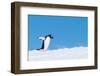 Gentoo penguin walking across snow against a bright blue sky-Shane Gross-Framed Photographic Print