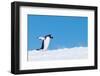 Gentoo penguin walking across snow against a bright blue sky-Shane Gross-Framed Photographic Print