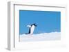 Gentoo penguin walking across snow against a bright blue sky-Shane Gross-Framed Photographic Print