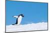 Gentoo penguin walking across snow against a bright blue sky-Shane Gross-Mounted Photographic Print