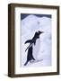 Gentoo Penguin Walking in Ice-DLILLC-Framed Photographic Print