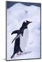 Gentoo Penguin Walking in Ice-DLILLC-Mounted Photographic Print