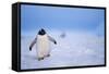 Gentoo Penguin Walking Through Snow in Antarctica-null-Framed Stretched Canvas