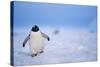 Gentoo Penguin Walking Through Snow in Antarctica-null-Stretched Canvas