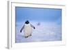 Gentoo Penguin Walking Through Snow in Antarctica-null-Framed Photographic Print