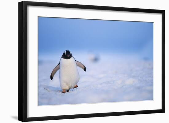 Gentoo Penguin Walking Through Snow in Antarctica-null-Framed Photographic Print