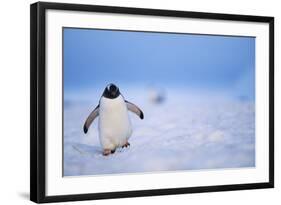 Gentoo Penguin Walking Through Snow in Antarctica-null-Framed Photographic Print