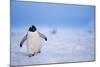 Gentoo Penguin Walking Through Snow in Antarctica-null-Mounted Photographic Print