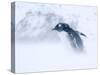 Gentoo Penguin Walking Through Snow Storm, Antarctica-Edwin Giesbers-Stretched Canvas