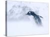 Gentoo Penguin Walking Through Snow Storm, Antarctica-Edwin Giesbers-Stretched Canvas