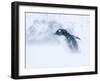 Gentoo Penguin Walking Through Snow Storm, Antarctica-Edwin Giesbers-Framed Photographic Print