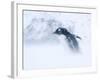 Gentoo Penguin Walking Through Snow Storm, Antarctica-Edwin Giesbers-Framed Photographic Print