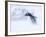 Gentoo Penguin Walking Through Snow Storm, Antarctica-Edwin Giesbers-Framed Photographic Print