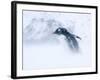 Gentoo Penguin Walking Through Snow Storm, Antarctica-Edwin Giesbers-Framed Photographic Print