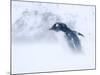 Gentoo Penguin Walking Through Snow Storm, Antarctica-Edwin Giesbers-Mounted Photographic Print