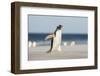 Gentoo Penguin Walking to their Rookery, Falkland Islands-Martin Zwick-Framed Photographic Print