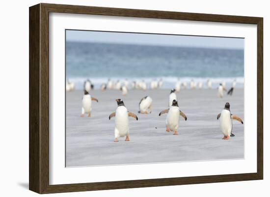 Gentoo Penguin Walking to their Rookery, Falkland Islands-Martin Zwick-Framed Photographic Print