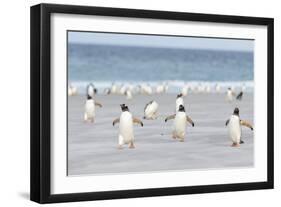 Gentoo Penguin Walking to their Rookery, Falkland Islands-Martin Zwick-Framed Photographic Print