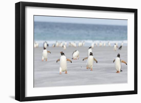 Gentoo Penguin Walking to their Rookery, Falkland Islands-Martin Zwick-Framed Photographic Print