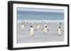 Gentoo Penguin Walking to their Rookery, Falkland Islands-Martin Zwick-Framed Photographic Print