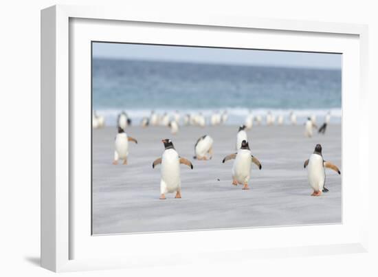 Gentoo Penguin Walking to their Rookery, Falkland Islands-Martin Zwick-Framed Photographic Print