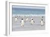 Gentoo Penguin Walking to their Rookery, Falkland Islands-Martin Zwick-Framed Photographic Print