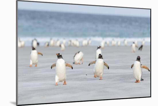 Gentoo Penguin Walking to their Rookery, Falkland Islands-Martin Zwick-Mounted Photographic Print