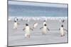 Gentoo Penguin Walking to their Rookery, Falkland Islands-Martin Zwick-Mounted Photographic Print