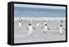 Gentoo Penguin Walking to their Rookery, Falkland Islands-Martin Zwick-Framed Stretched Canvas