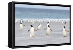 Gentoo Penguin Walking to their Rookery, Falkland Islands-Martin Zwick-Framed Stretched Canvas