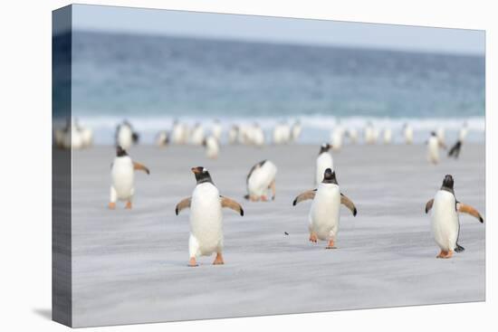 Gentoo Penguin Walking to their Rookery, Falkland Islands-Martin Zwick-Stretched Canvas