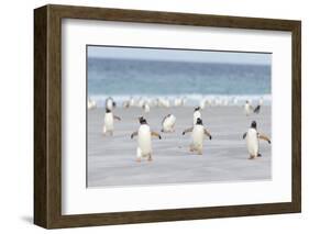 Gentoo Penguin Walking to their Rookery, Falkland Islands-Martin Zwick-Framed Photographic Print