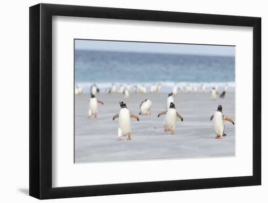 Gentoo Penguin Walking to their Rookery, Falkland Islands-Martin Zwick-Framed Photographic Print