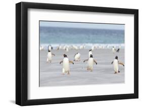 Gentoo Penguin Walking to their Rookery, Falkland Islands-Martin Zwick-Framed Photographic Print