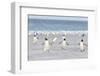 Gentoo Penguin Walking to their Rookery, Falkland Islands-Martin Zwick-Framed Photographic Print