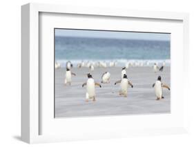 Gentoo Penguin Walking to their Rookery, Falkland Islands-Martin Zwick-Framed Photographic Print