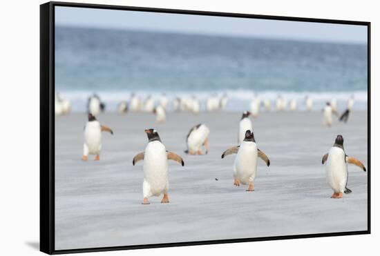 Gentoo Penguin Walking to their Rookery, Falkland Islands-Martin Zwick-Framed Stretched Canvas