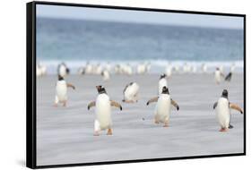 Gentoo Penguin Walking to their Rookery, Falkland Islands-Martin Zwick-Framed Stretched Canvas