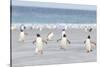 Gentoo Penguin Walking to their Rookery, Falkland Islands-Martin Zwick-Stretched Canvas