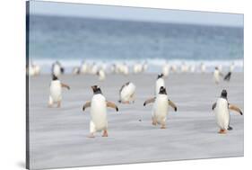 Gentoo Penguin Walking to their Rookery, Falkland Islands-Martin Zwick-Stretched Canvas