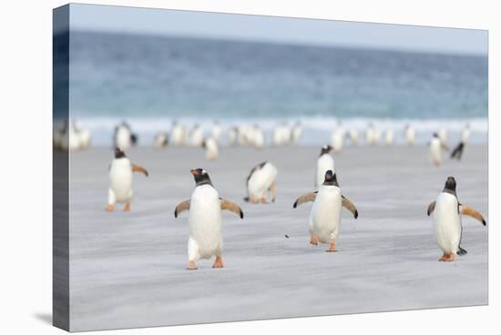 Gentoo Penguin Walking to their Rookery, Falkland Islands-Martin Zwick-Stretched Canvas