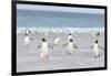 Gentoo Penguin Walking to their Rookery, Falkland Islands-Martin Zwick-Framed Premium Photographic Print